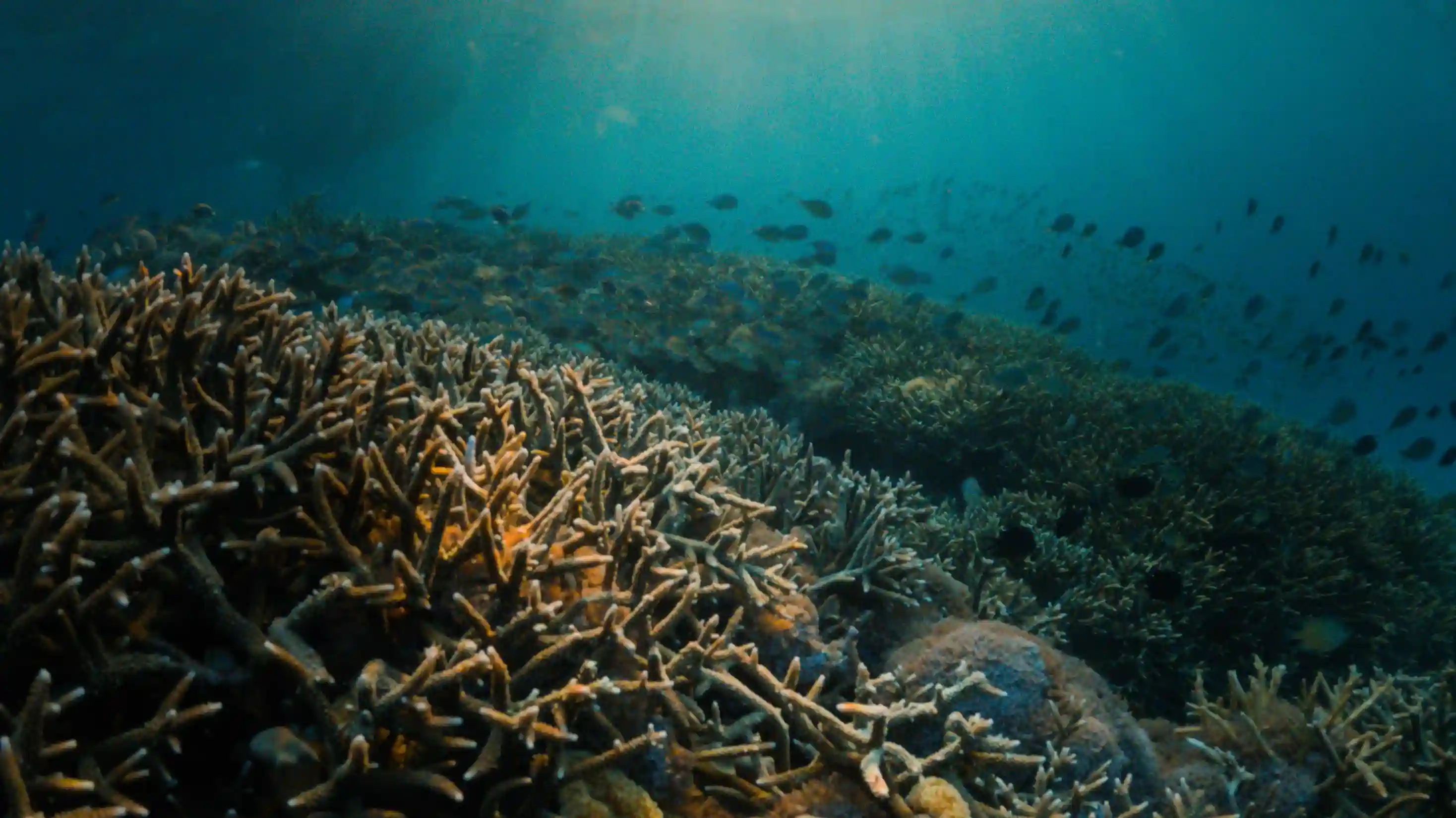 Komodo Marine Life in 2027: Sharks, Mantas, Turtles & 1,000 Reef Fish