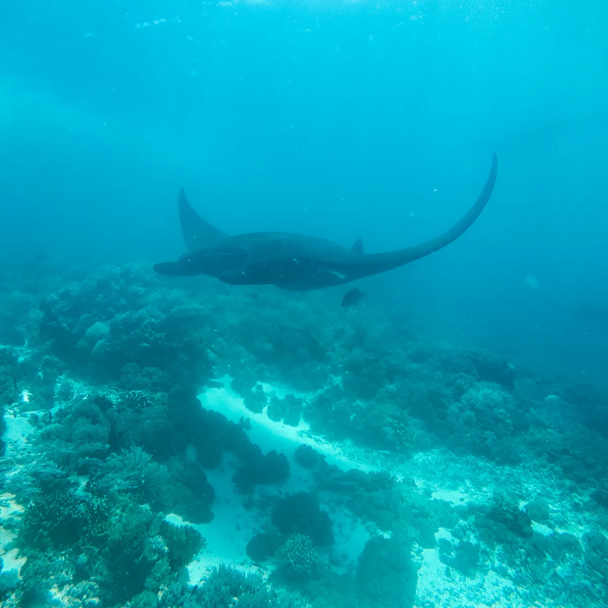 Komodo Manta Season 2027: When North, Central & South Peak