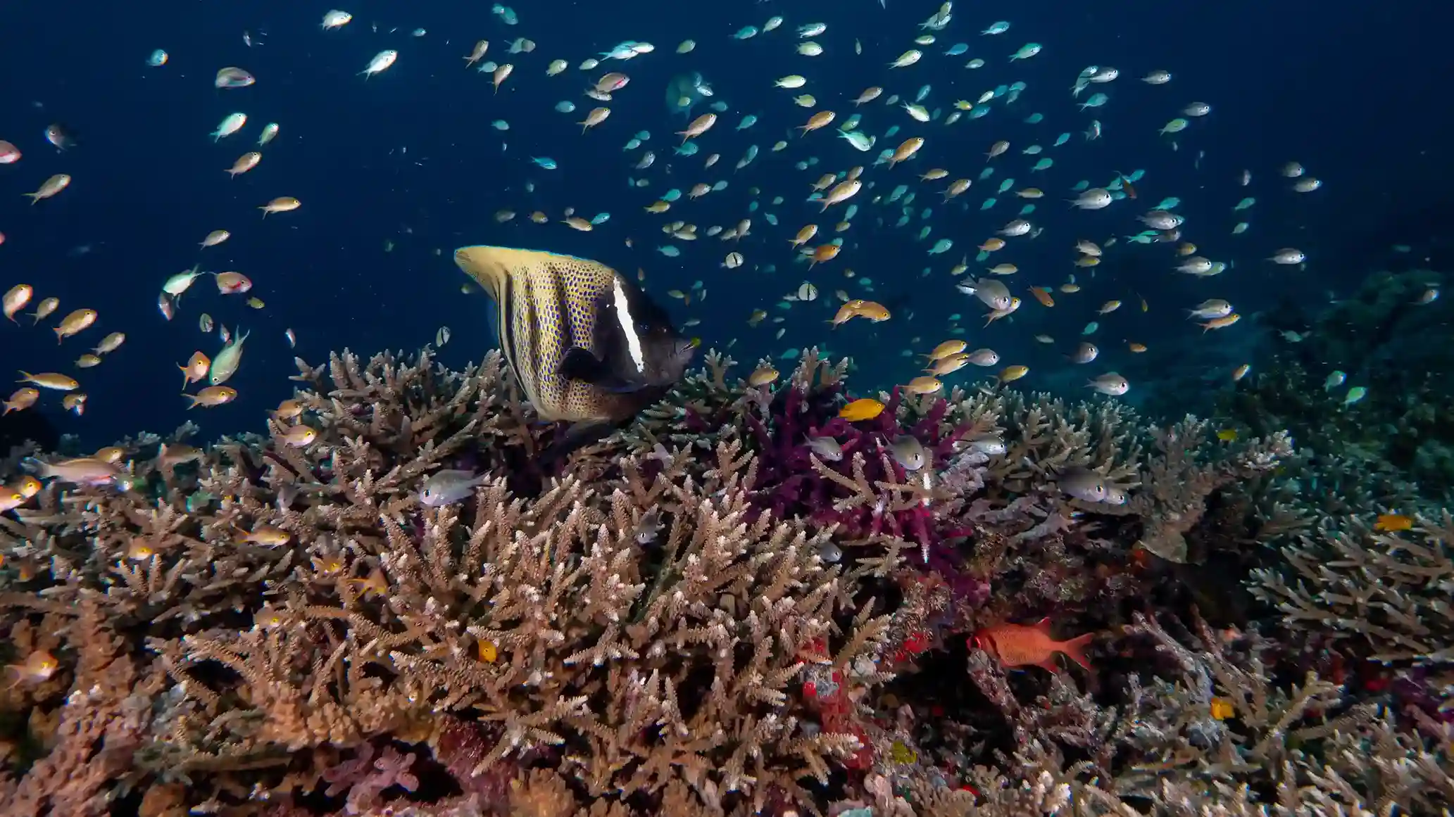 Komodo vs Raja Ampat in 2027: Which Liveaboard Should You Book First?