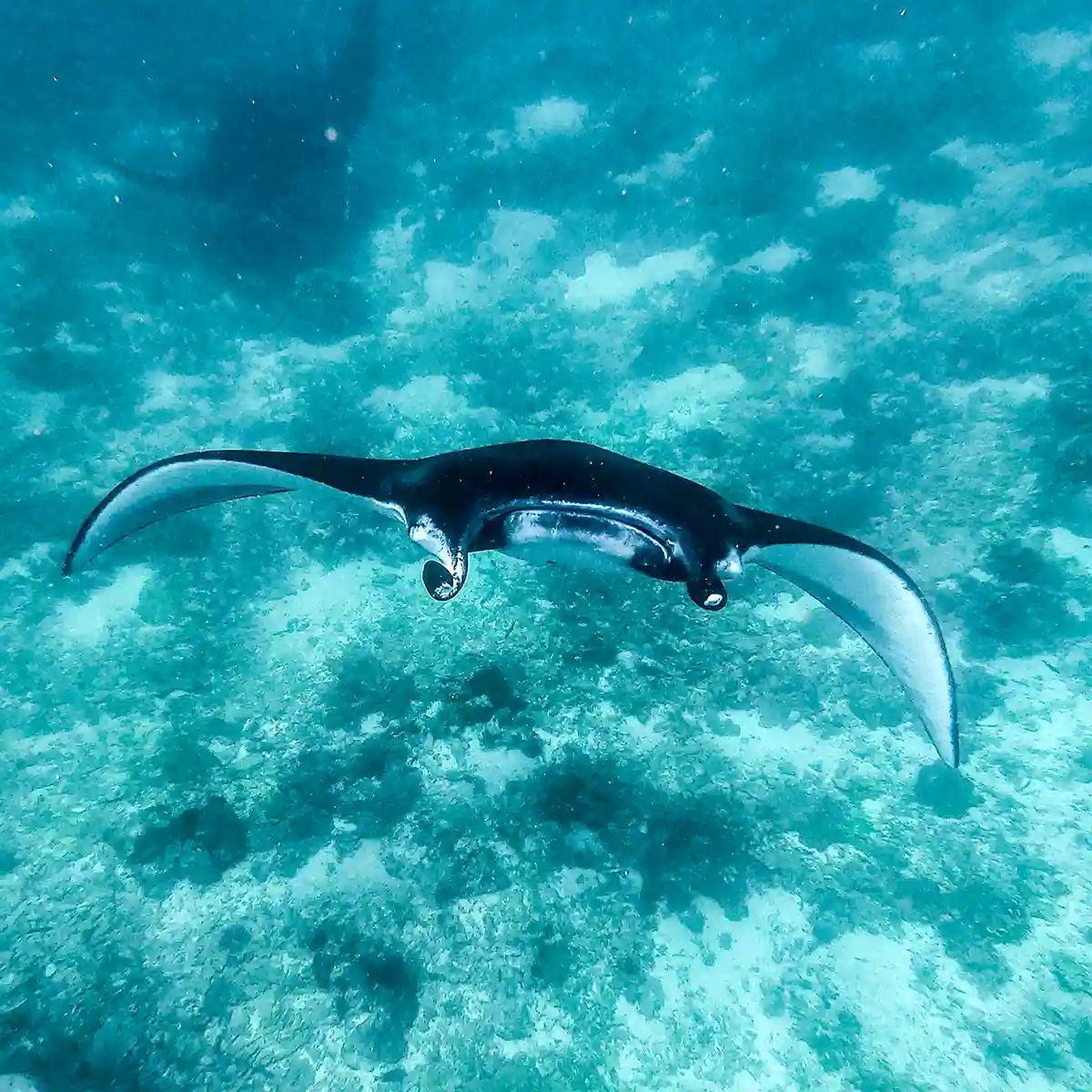 Mantas, Moorings & Citizen Science: Komodo Conservation Travel in 2027
