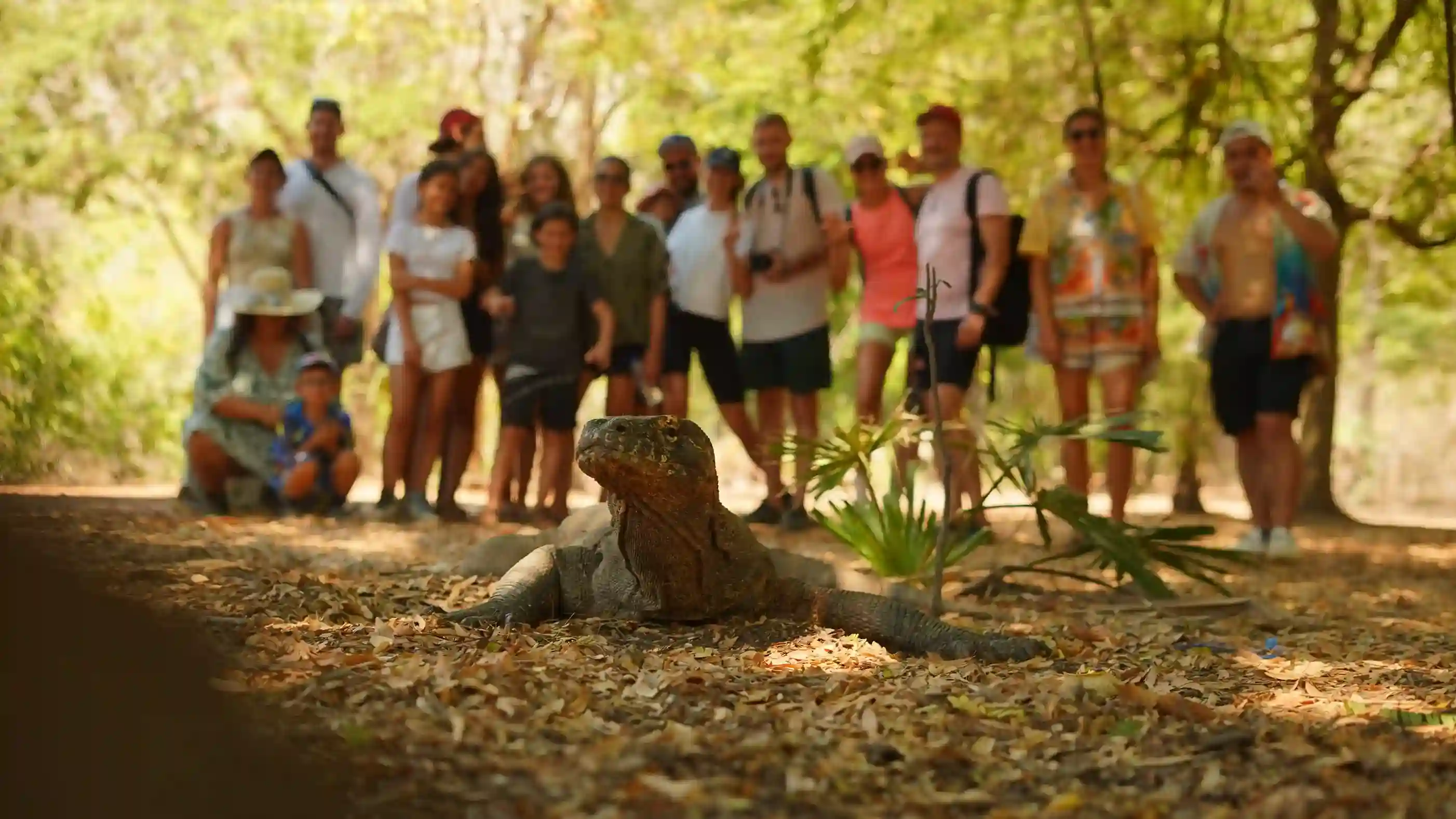 A Komodo dragon