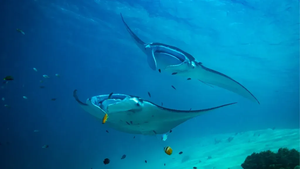A manta ray at Manta Point