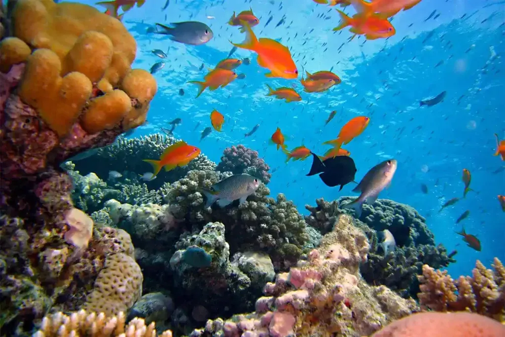 The reef at Tatawa